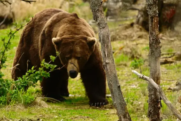 Xin chào Nhà vô địch Gấu béo mới